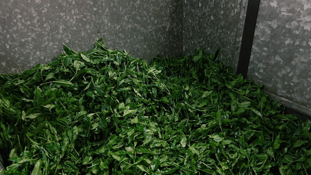 生葉コンテナで一時保管される茶葉